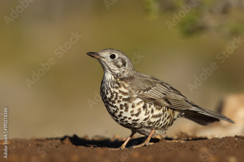 Obraz na plátně Mistle thrush