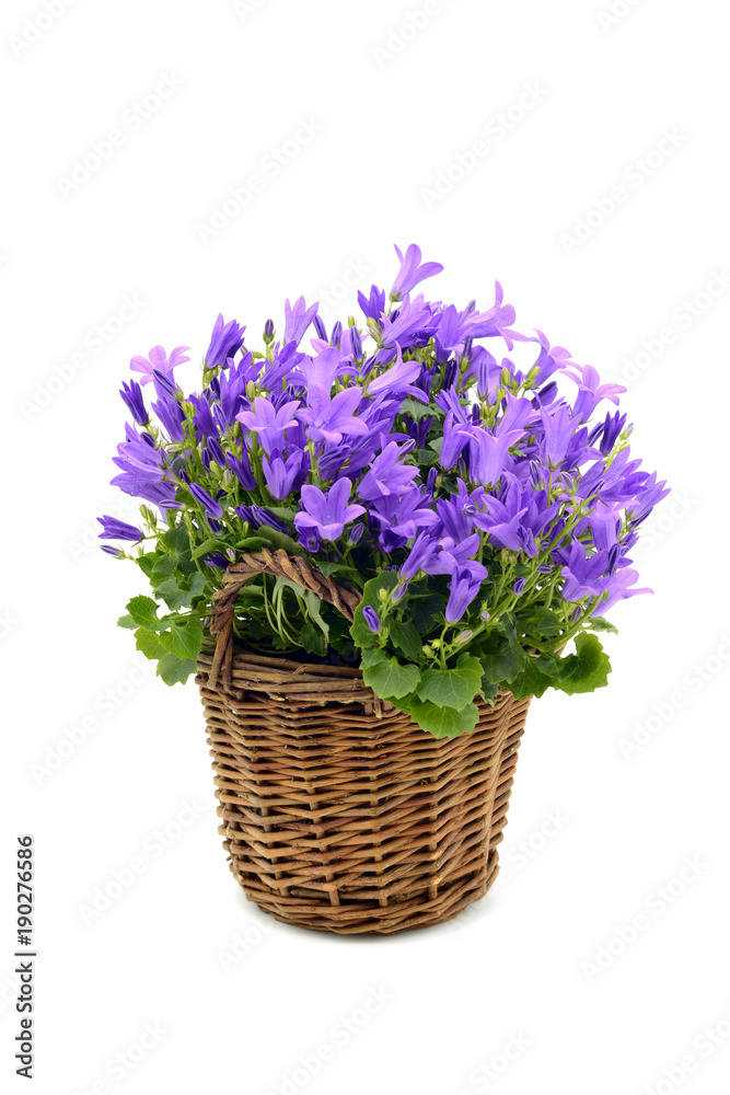 blue bellflowers (Campanula poscharskyana) on white isolated background