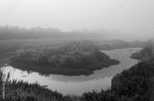 Brouillard sur les marais de la réserve naturelle de Moëze Oléron en Charente maritime 