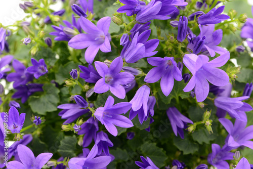 blue bellflowers (Campanula poscharskyana) on white isolated background