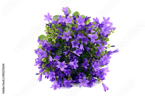 blue bellflowers  Campanula poscharskyana  on white isolated background