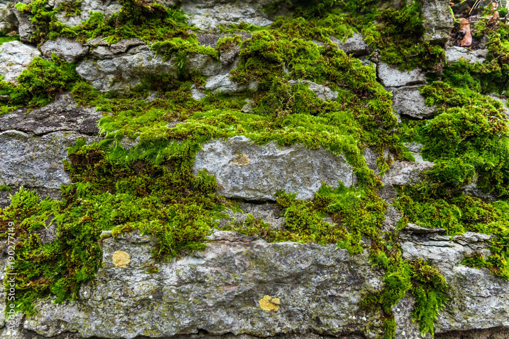 Stones covered with moss. Old wall of the building. Green moss