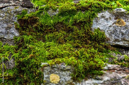 Stones covered with moss. Old wall of the building. Green moss photo