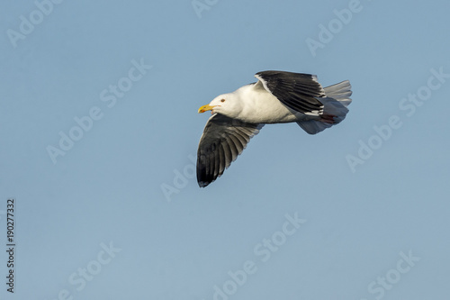Great Black-backed Gull flying
