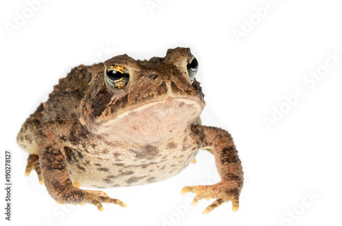 American toad on white background
