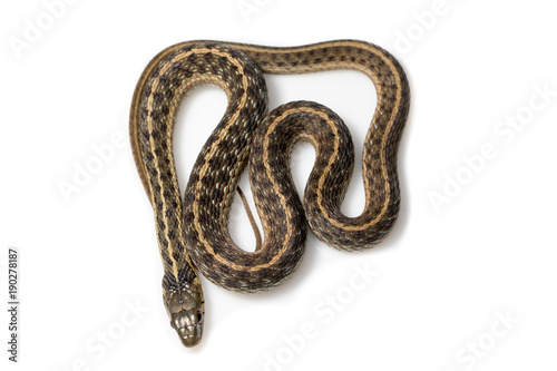 Garter snake view from top on white background