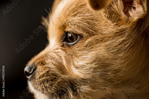 Terrier puppy close up macro of profile with floppy ears from the side. 