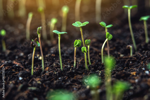 The first leaves of green plants who rise in the fertile land. Concept of gardening and plant care photo