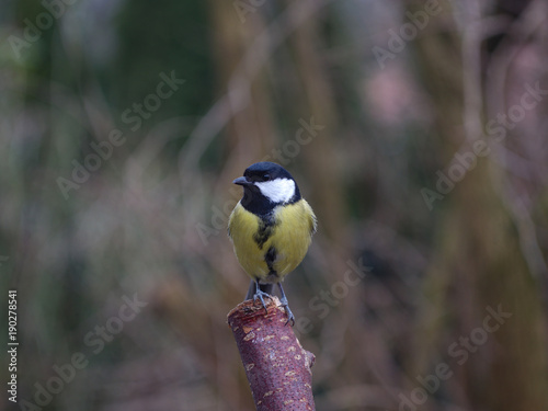 bird tit on branch photo