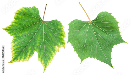 Grape leaves or vine leaves on the white background.