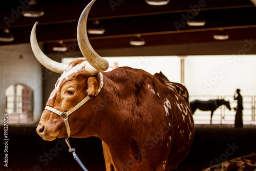 Long horn steer emerging from rodeo barn with horse and cowboy silhouetted in background. 