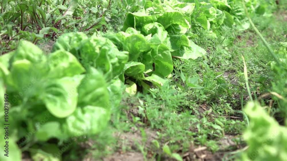 High quality video of organic vegetable plot in real 1080p slow motion 250fps High quality video of organic vegetable plot in real 1080p slow motion 250fps