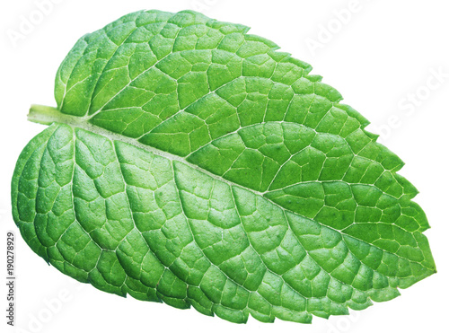 Perfect spearmint leaf or mint leaf isolated on white background.