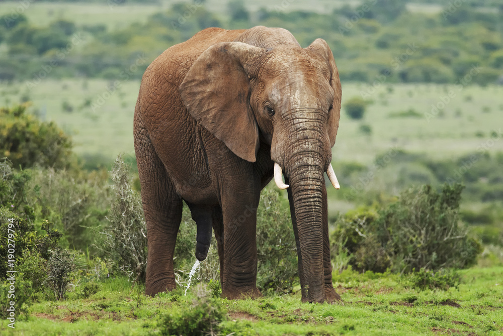 Fototapeta premium Słoń afrykański, Loxodonta africana, Republika Południowej Afryki