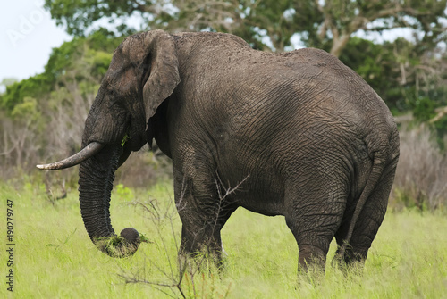 African Elephant, Loxodonta africana, South Africa