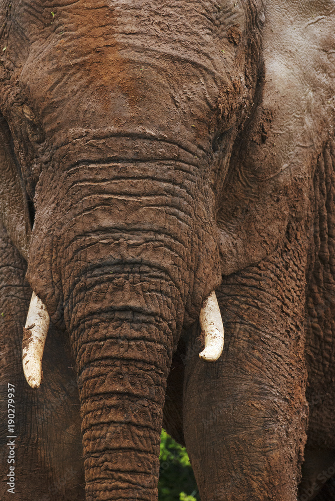 African Elephant, Loxodonta africana, South Africa