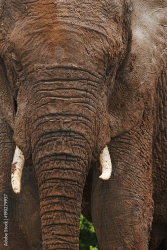 African Elephant, Loxodonta africana, South Africa © peterfodor