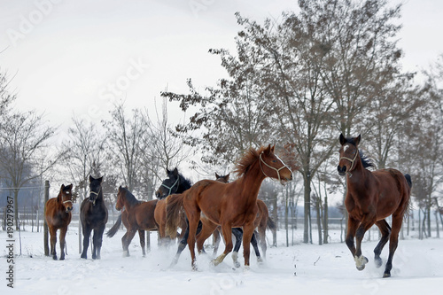 Beautiful Hanoverian racing horses running and standing in the snow