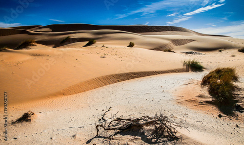 Fotografía Dunes glacis bois mort