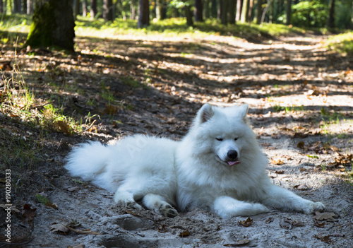 white spitz lies in the forest with his tongue out.