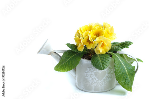 Fototapeta Naklejka Na Ścianę i Meble -  vintage watering can with yellow primrose isolated on white background