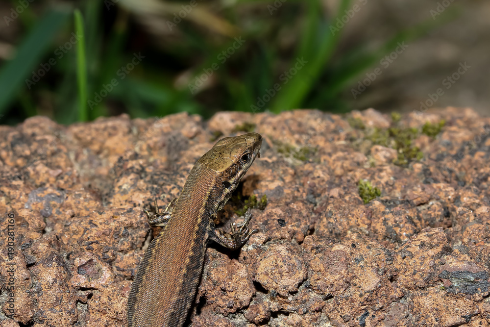 Mauereidechse, Podarcis muralis Mauereidechse, Podarcis muralis