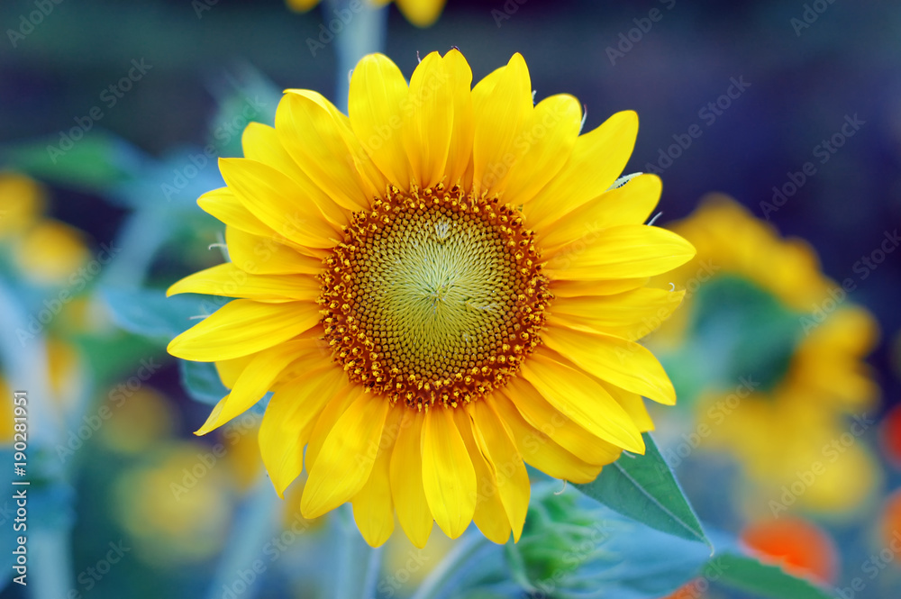 Fototapeta premium Sunflower with sun beaming light