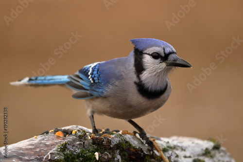 Blue Jay on an Icy Log with Bird Seed
