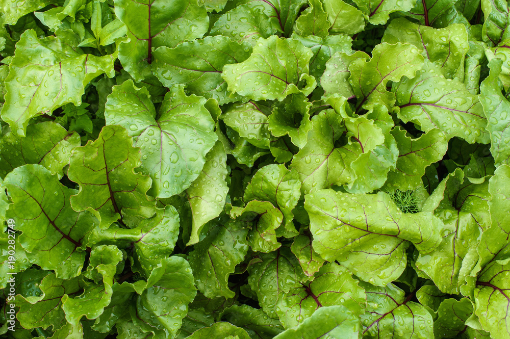Beet seedlings grown in a garden after watering. Background. Texture beautiful leaves with water drops. Urban vegetable garden. Beet seedlings grown in a garden after watering. Background. Texture beautiful leaves with water drops. Urban vegetable garden.