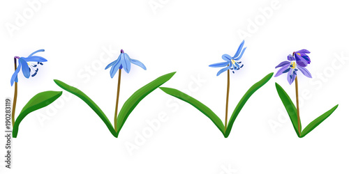 Blue spring flower Squill, scylla