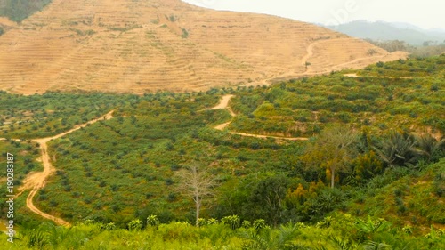 Plantations of oil palm tree rows are seen from above. Tropical landscape. photo