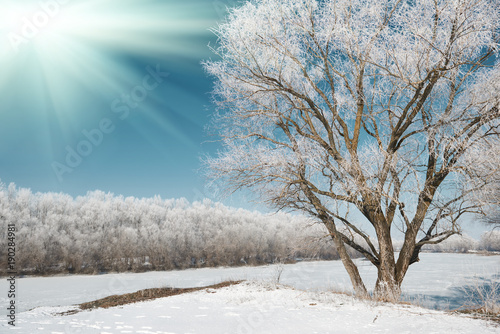 sun and tree in winter forest, blue sky and white snow, beautiful wild landscape © soleg