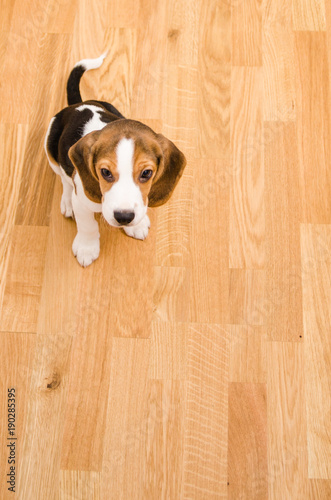 Puppy beagle dog on the floor point of view