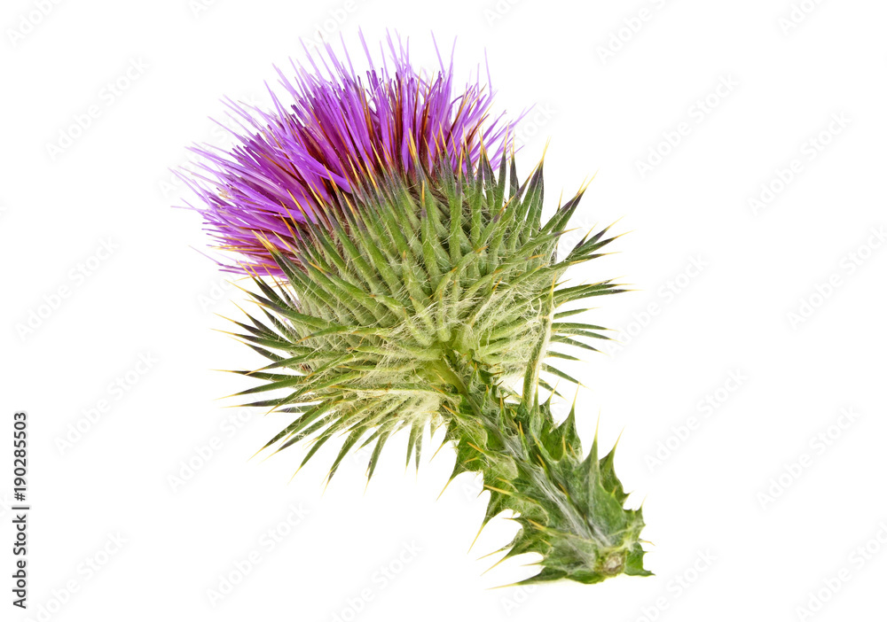 Milk thistle flower isolated on a white background Milk thistle flower isolated on a white background