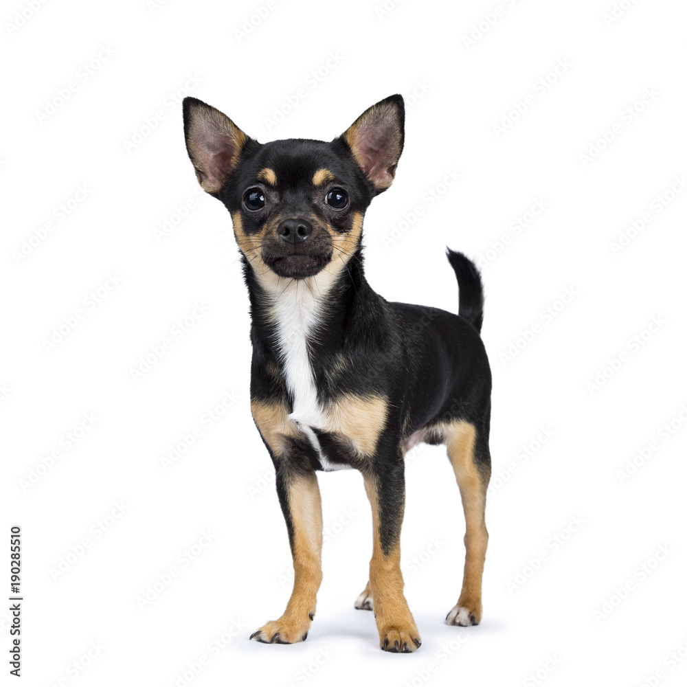 black chiwawa dog standing side ways looking at the camera isolated on white background black chiwawa dog standing side ways looking at the camera isolated on white background