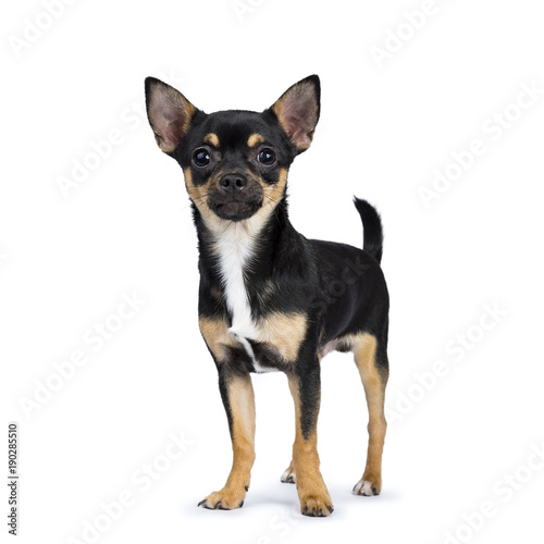 black chiwawa dog standing side ways looking at the camera isolated on white background