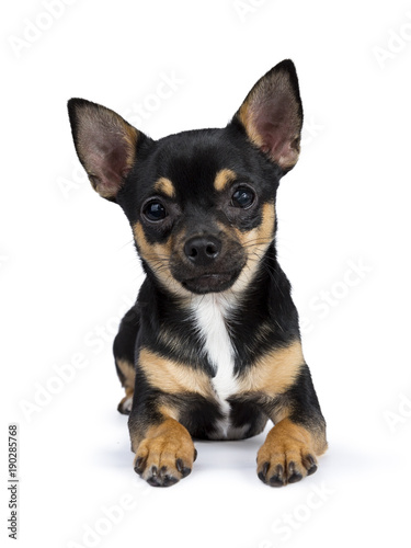 black chiwawa dog laying looking straight in to the lens isolated on white background