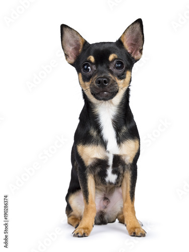 black chiwawa dog sitting straight in front of the camera looking in the lens isolated on white background photo