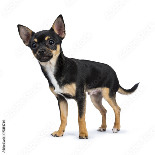 black chiwawa dog standing side ways smiling at the camera isolated on white background