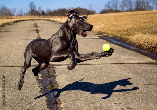 An awkward great Dane puppy reaches for a tennis ball in mid air with its long legs in every direction and a startled look on its face.