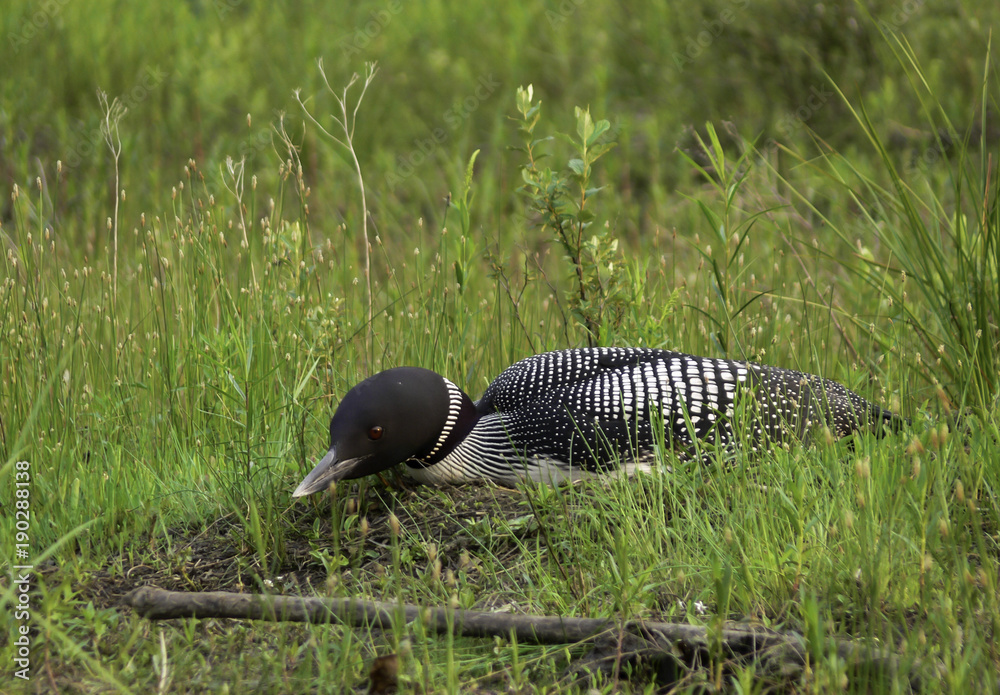 Fototapeta premium loon on nest