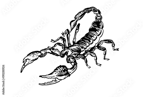 Graphical sketch of scorpion on white background,vector illustration for tattoo and printing