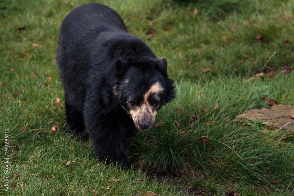 Spectacled (Andean) bear looking straight into the camera. Antwerp Zoo, Belgium