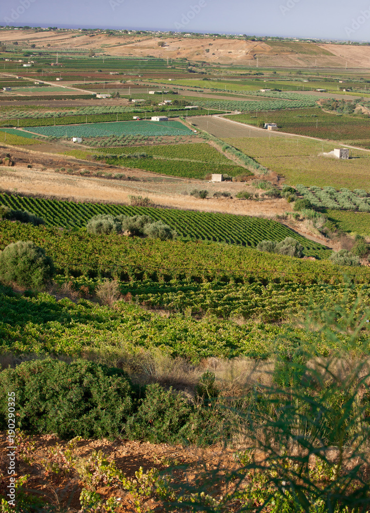 Scenic view of Sicily farmlands full of olive trees and grape vineyards..
