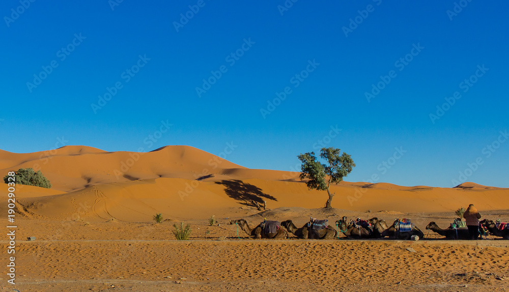 camellos sahara