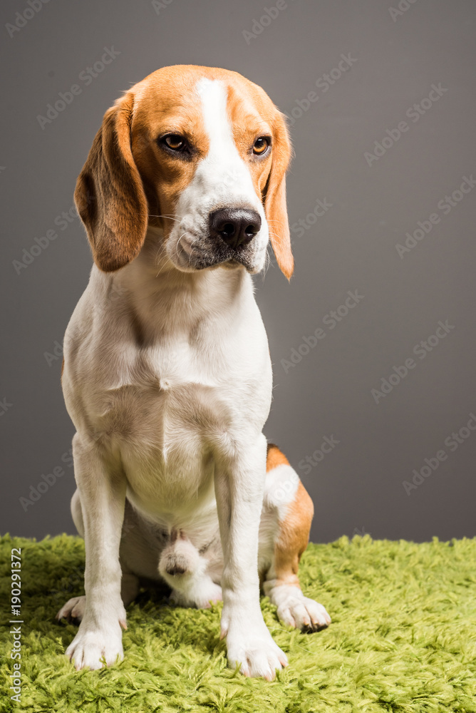 Beagle dog sits against grey background