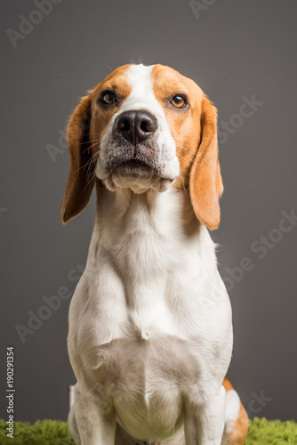 Beagle dog sits against grey background