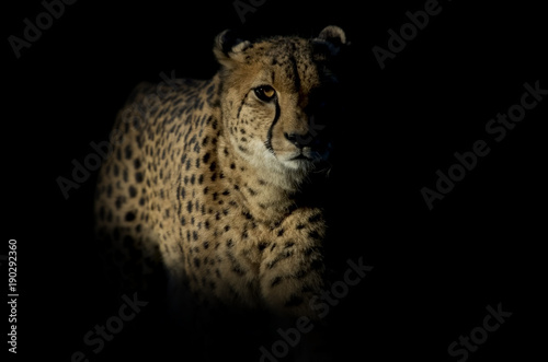 Canvas Print Cheetah