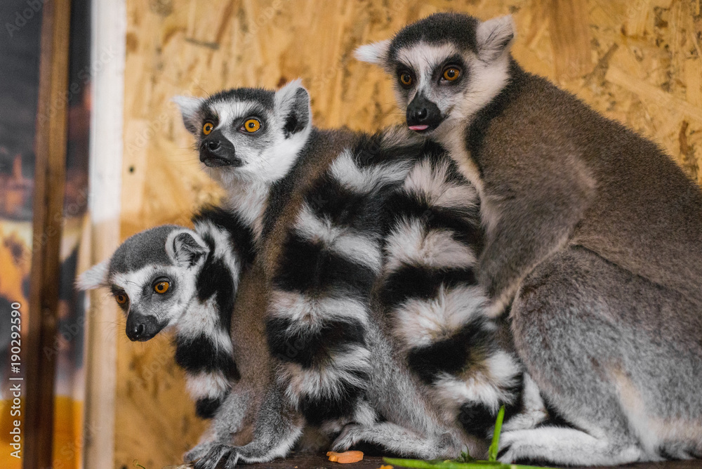 Obraz premium three lemurs look at the frame