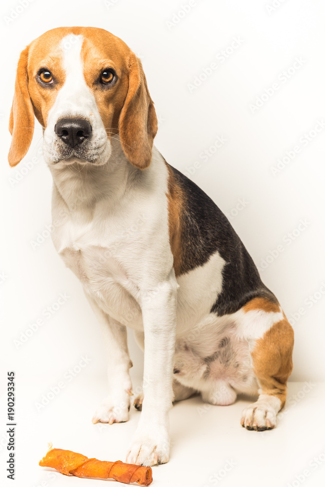 Dog Beagle sits on a white background Dog Beagle sits on a white background